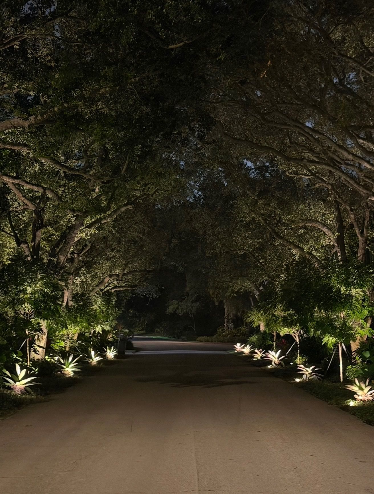 Same driveway at night with uplit oak canopy and bromeliad-lined borders
