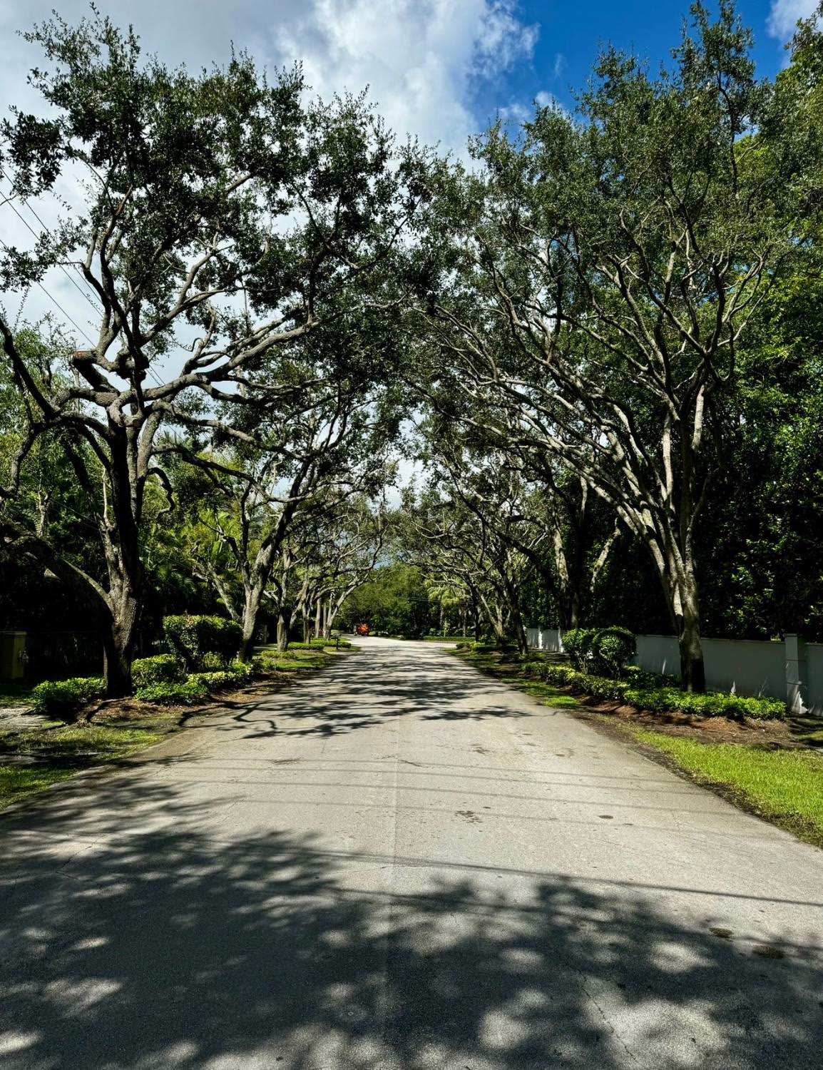Oak-canopied driveway in daylight before lighting and planting design